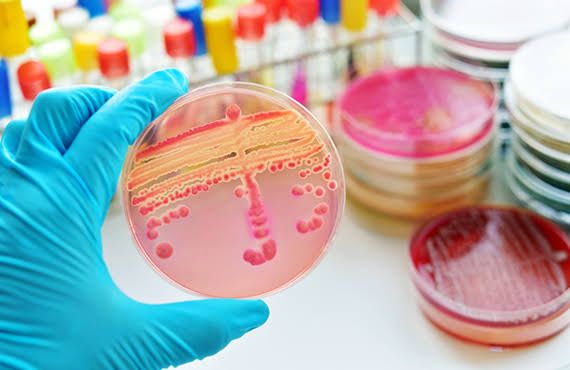 Microbiologista